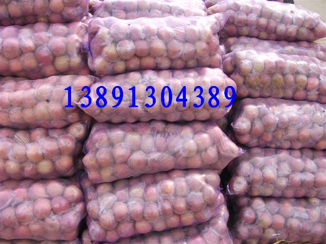 供應陜西紅富士蘋果急銷陜西冷庫紅富士蘋果